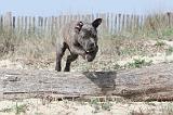 CANE CORSO 224
